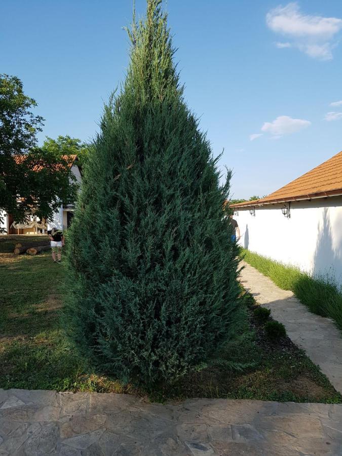 Vikendica Lesic Βίλα Cortanovci Εξωτερικό φωτογραφία